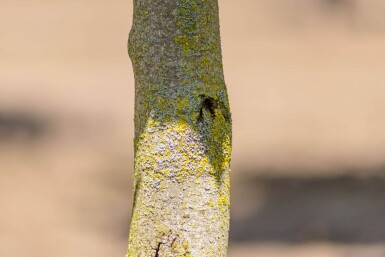 Liriodendron tulipifera 'Fastigiatum' baliveau