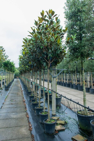Magnolia grandiflora haute-tige 10/12