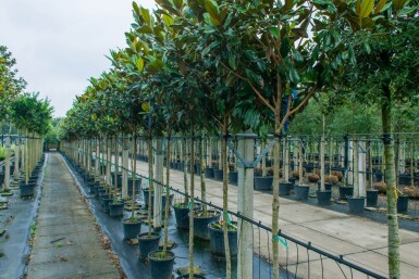 Magnolia grandiflora haute-tige 10/12