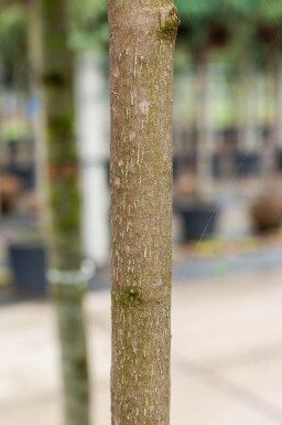 Magnolia grandiflora haute-tige 10/12
