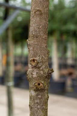 Magnolia grandiflora haute-tige 10/12