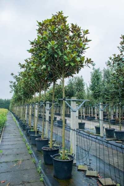 Magnolia grandiflora 'Galissonnière' haute-tige 18/20
