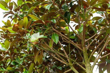 Magnolia grandiflora 'Galissonnière' haute-tige