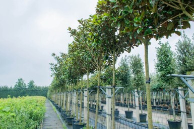 Magnolia grandiflora 'Galissonnière' haute-tige 18/20