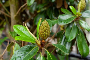 Magnolia grandiflora 'Galissonnière' haute-tige 18/20