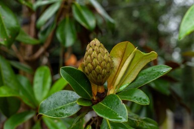 Magnolia grandiflora 'Galissonnière' haute-tige 18/20