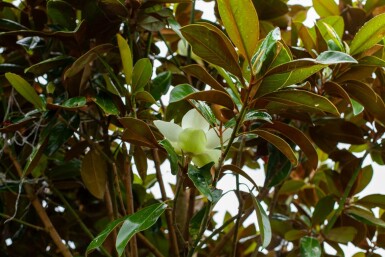 Magnolia grandiflora 'Galissonnière' haute-tige 18/20