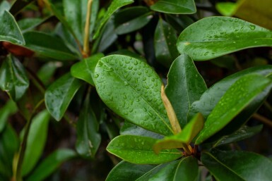Magnolia grandiflora 'Galissonnière' haute-tige 18/20