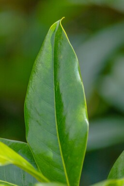Magnolia grandiflora 'Galissonnière' espalier