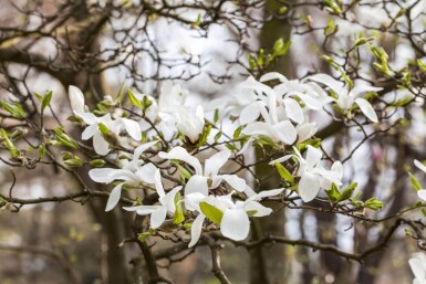 Magnolia kobus haute-tige