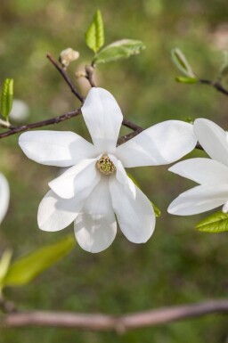 Magnolia kobus haute-tige