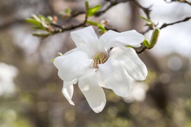 Magnolia kobus haute-tige