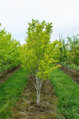 Magnolia kobus cépée