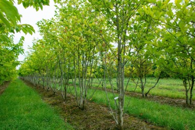Magnolia kobus cépée 200-250
