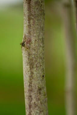 Magnolia kobus cépée 200-250
