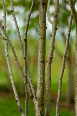 Magnolia kobus cépée 200-250