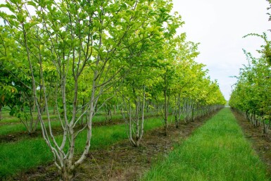 Magnolia kobus cépée 200-250