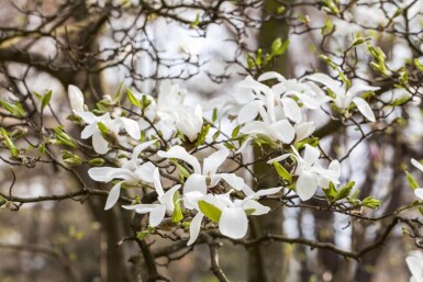 Magnolia kobus espalier