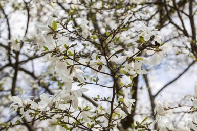 Magnolia kobus espalier