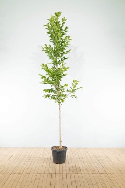 Magnolia x loebneri 'Merrill' haute-tige