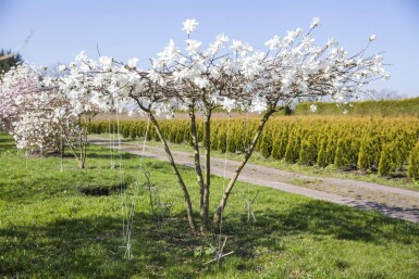 Magnolia x loebneri 'Merrill' haute-tige
