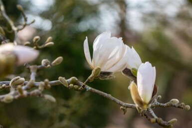 Magnolia x loebneri 'Merrill' haute-tige