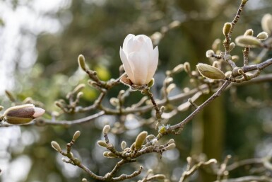 Magnolia x loebneri 'Merrill' haute-tige