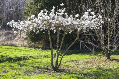 Magnolia x loebneri 'Merrill' cépée 200-250