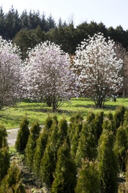 Magnolia x loebneri 'Merrill' cépée 200-250