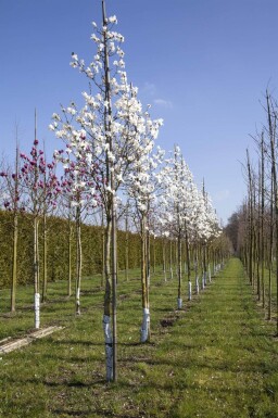 Magnolia x loebneri 'Merrill' cépée 200-250