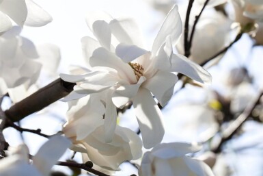 Magnolia x loebneri 'Merrill' cépée 200-250