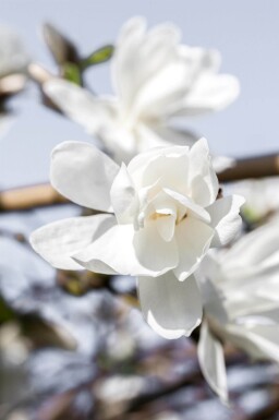 Magnolia x loebneri 'Merrill' cépée 200-250