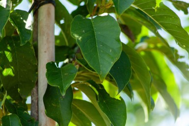 Magnolia x soulangeana haute-tige