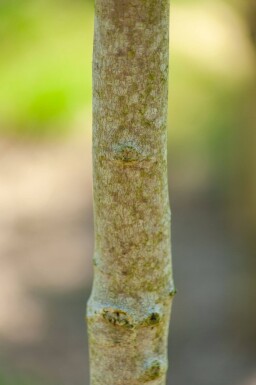 Magnolia x soulangeana haute-tige 10/12