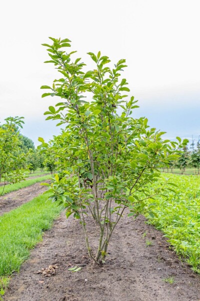 Magnolia x soulangeana cépée 250-300