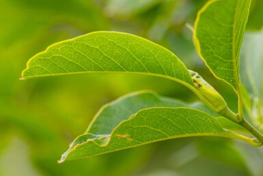 Magnolia x soulangeana cépée 250-300