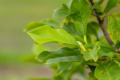 Magnolia x soulangeana cépée 250-300