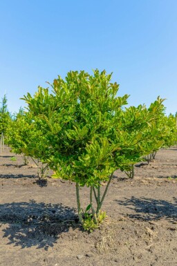 Magnolia stellata cépée