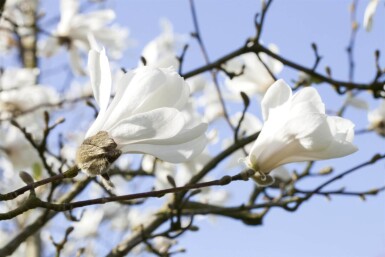 Magnolia stellata cépée 200-250