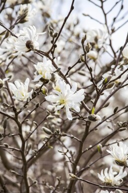 Magnolia stellata cépée 200-250