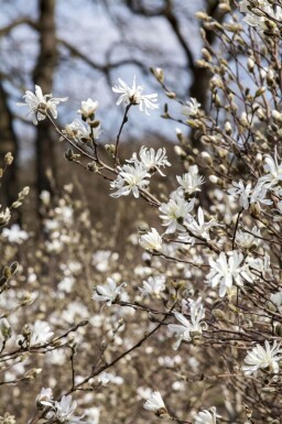 Magnolia stellata cépée 200-250