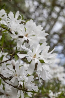 Magnolia stellata cépée 200-250