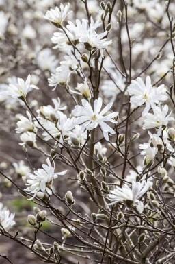 Magnolia stellata cépée 200-250