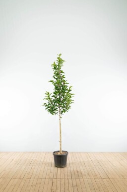 Magnolia 'Susan' haute-tige