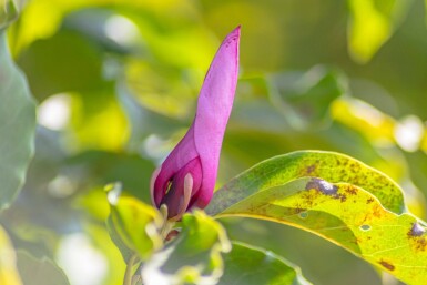 Magnolia 'Susan' haute-tige 8/10