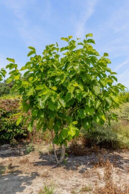 Magnolia 'Susan' cépée
