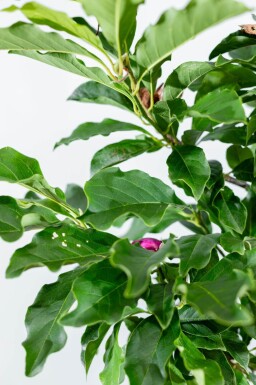 Magnolia 'Susan' cépée 200-250