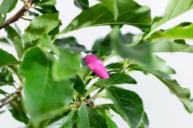 Magnolia 'Susan' cépée 200-250