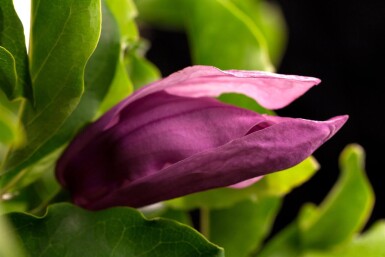 Magnolia 'Susan' cépée 200-250