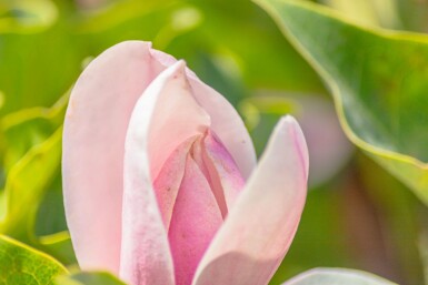 Magnolia 'Susan' demi-tige 120cm tronc